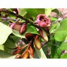 Magnolia Fairy Blush