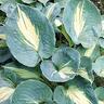 Hosta Thunderbolt