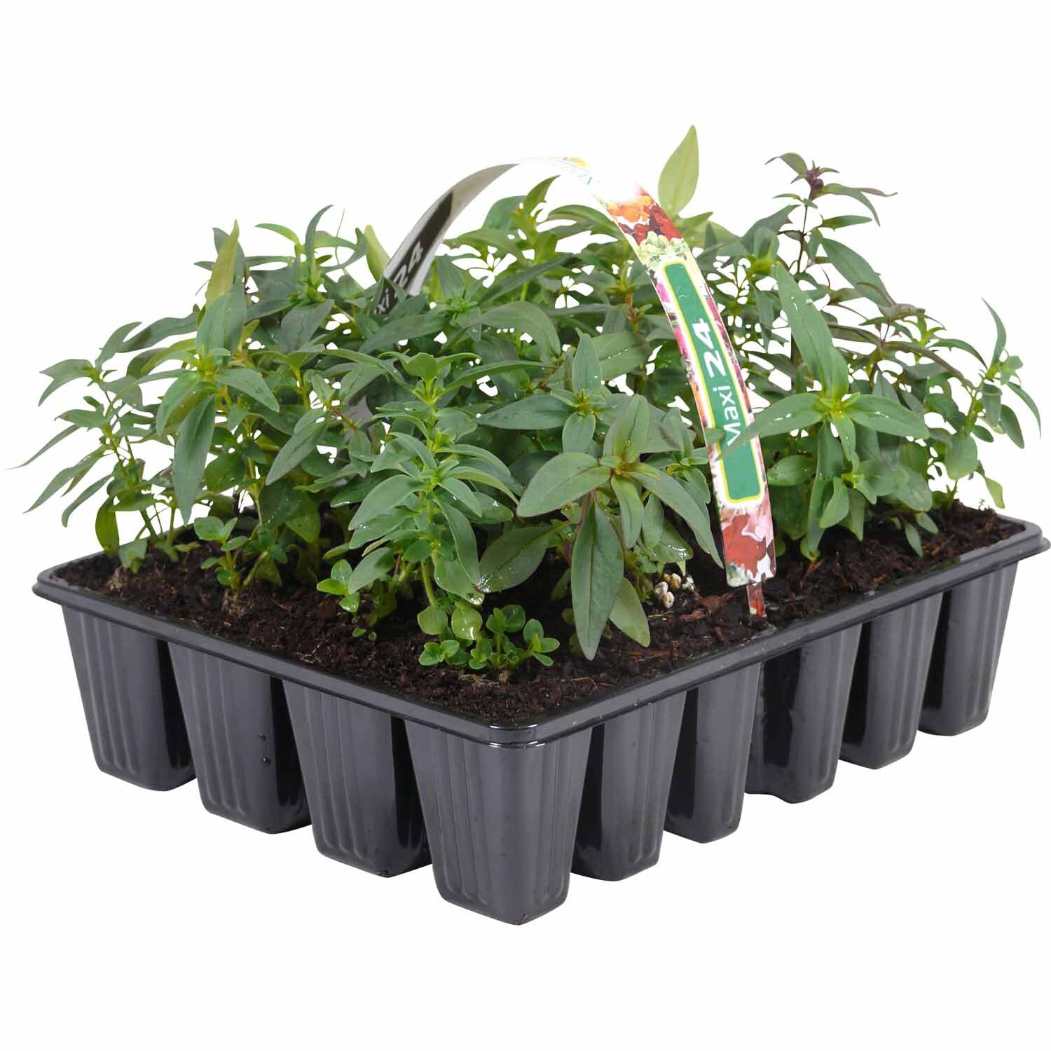 Snap Dragon Antirrhinum