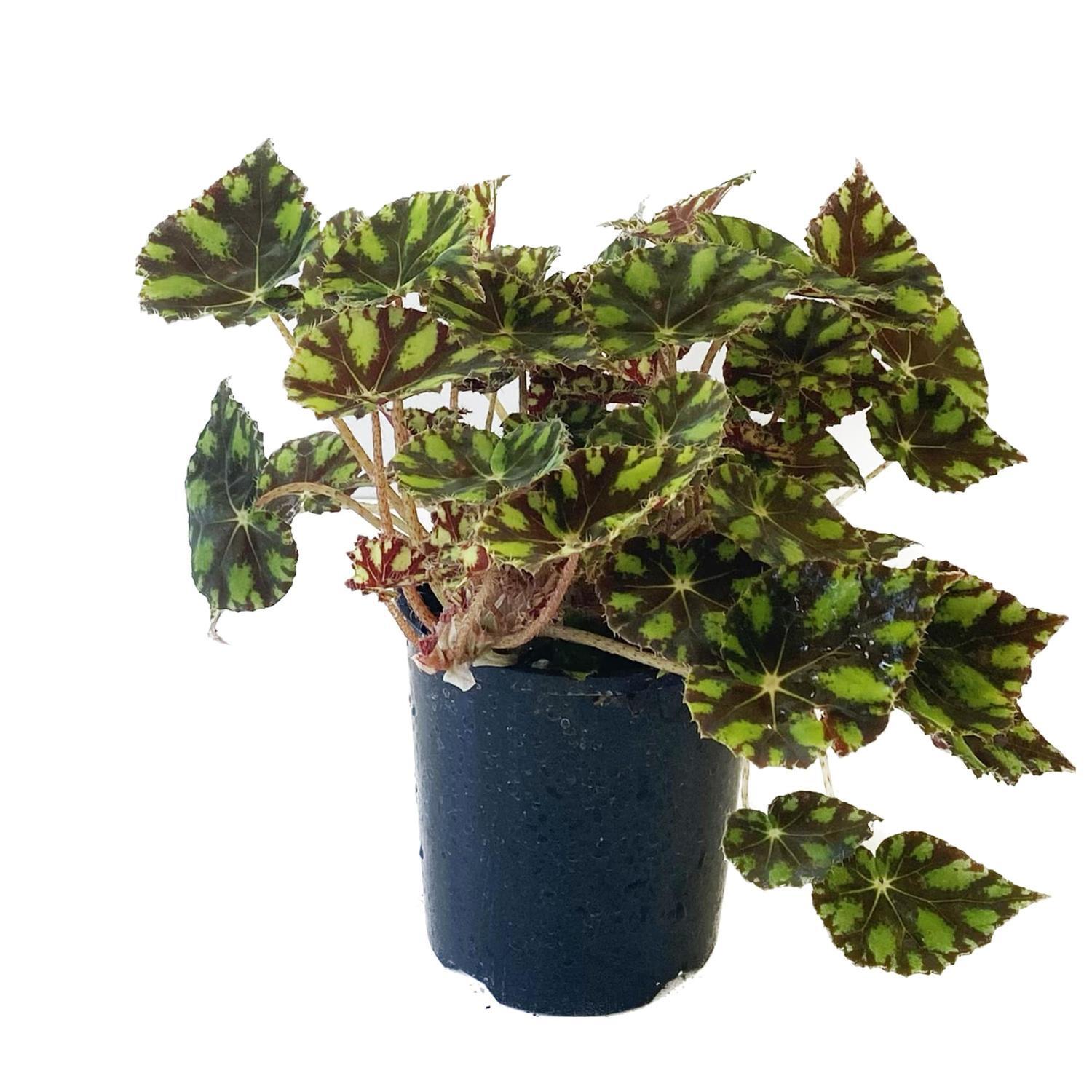 Begonia Eyelash 12cm