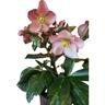 Hellebore Ice N Roses® Early Rose 2.4L White