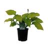 Hosta Inniswood