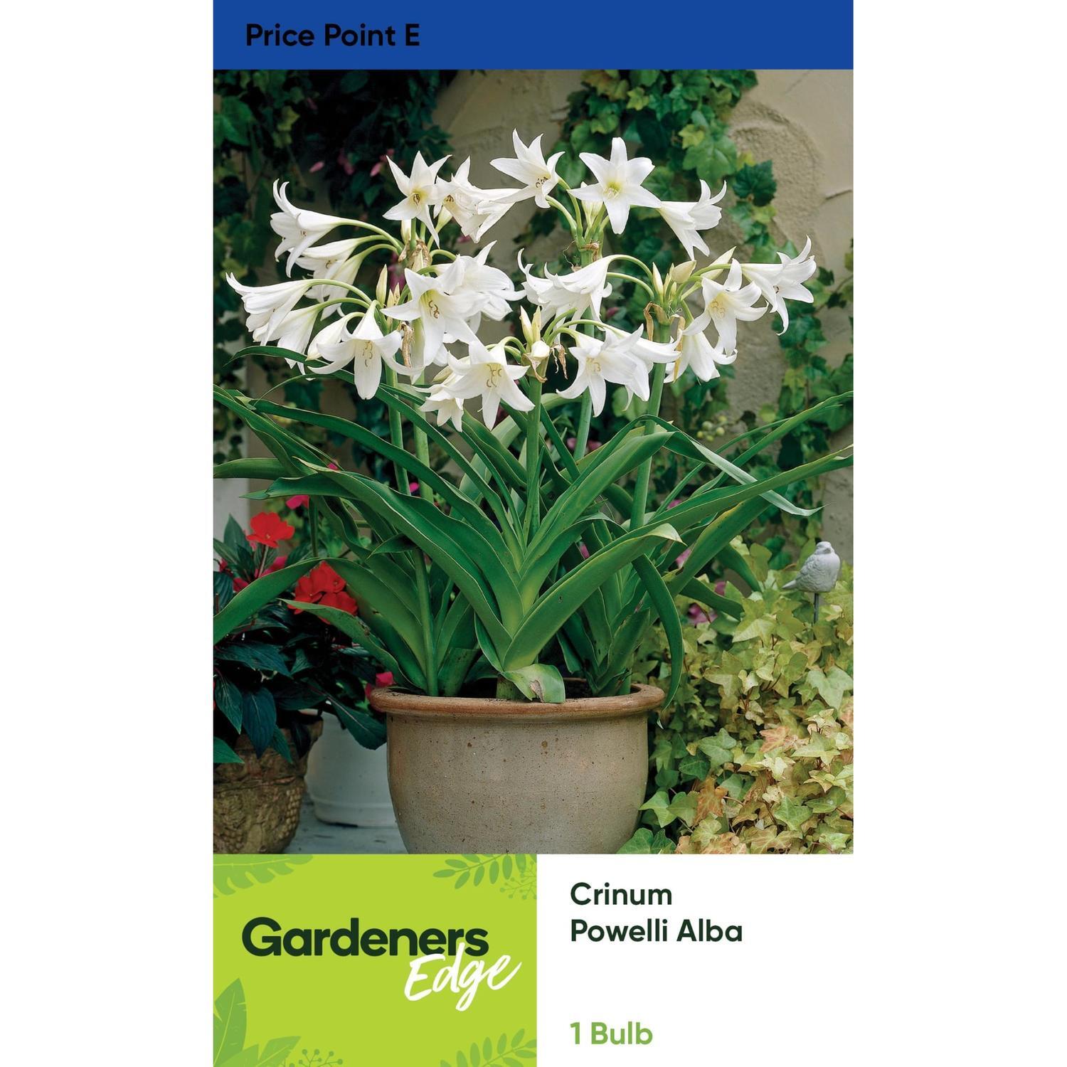 Crinum Powelli Alba 1 Pack