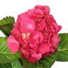 Hydrangea Masja