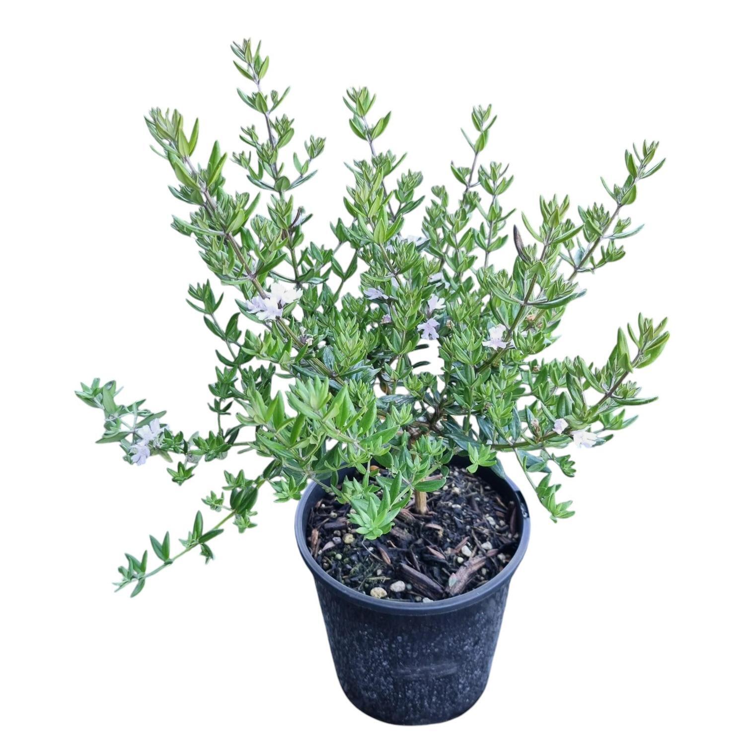 Westringia Aussie Box 2L
