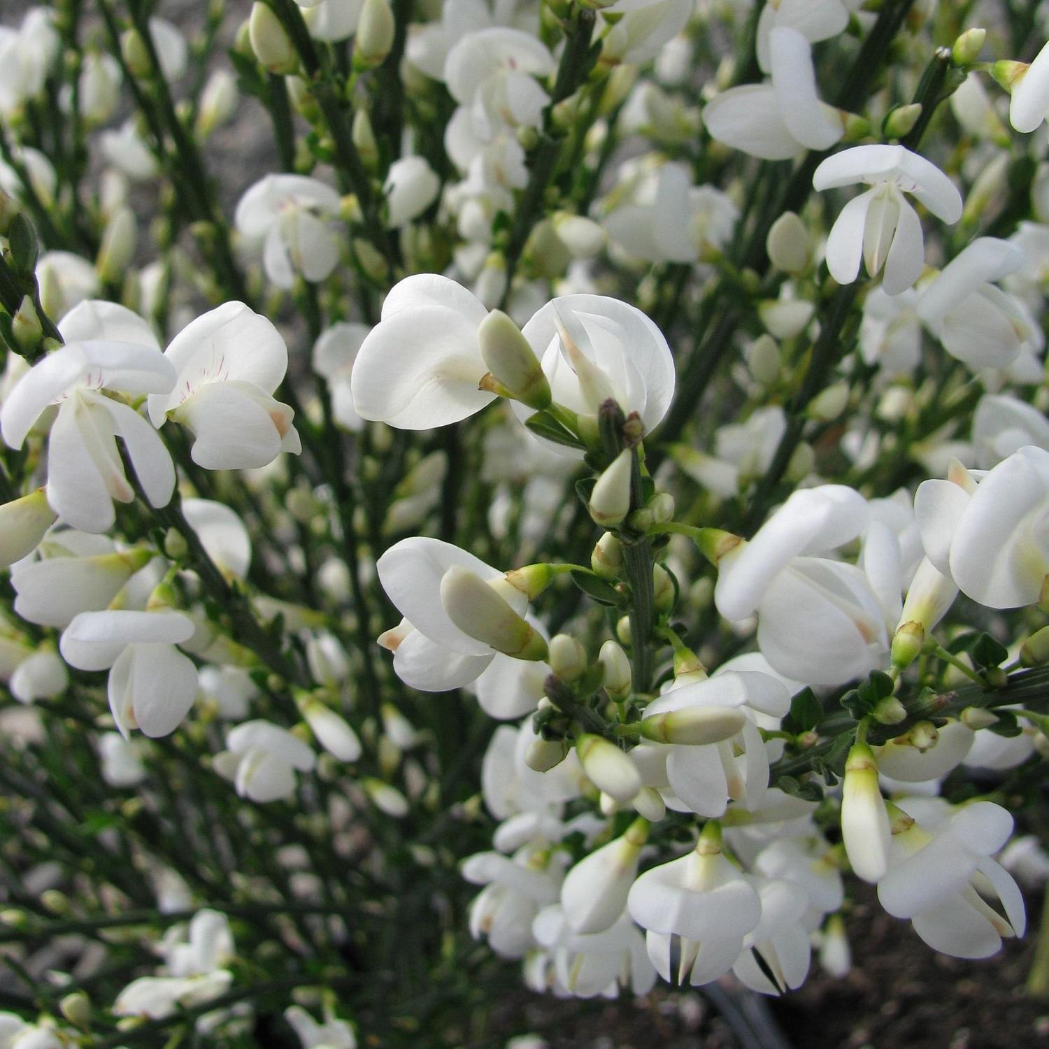 Cytisus Albus