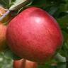 Apple Dwarf 'Sweetie' 4.7 litre