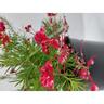 Grevillea Clearview David