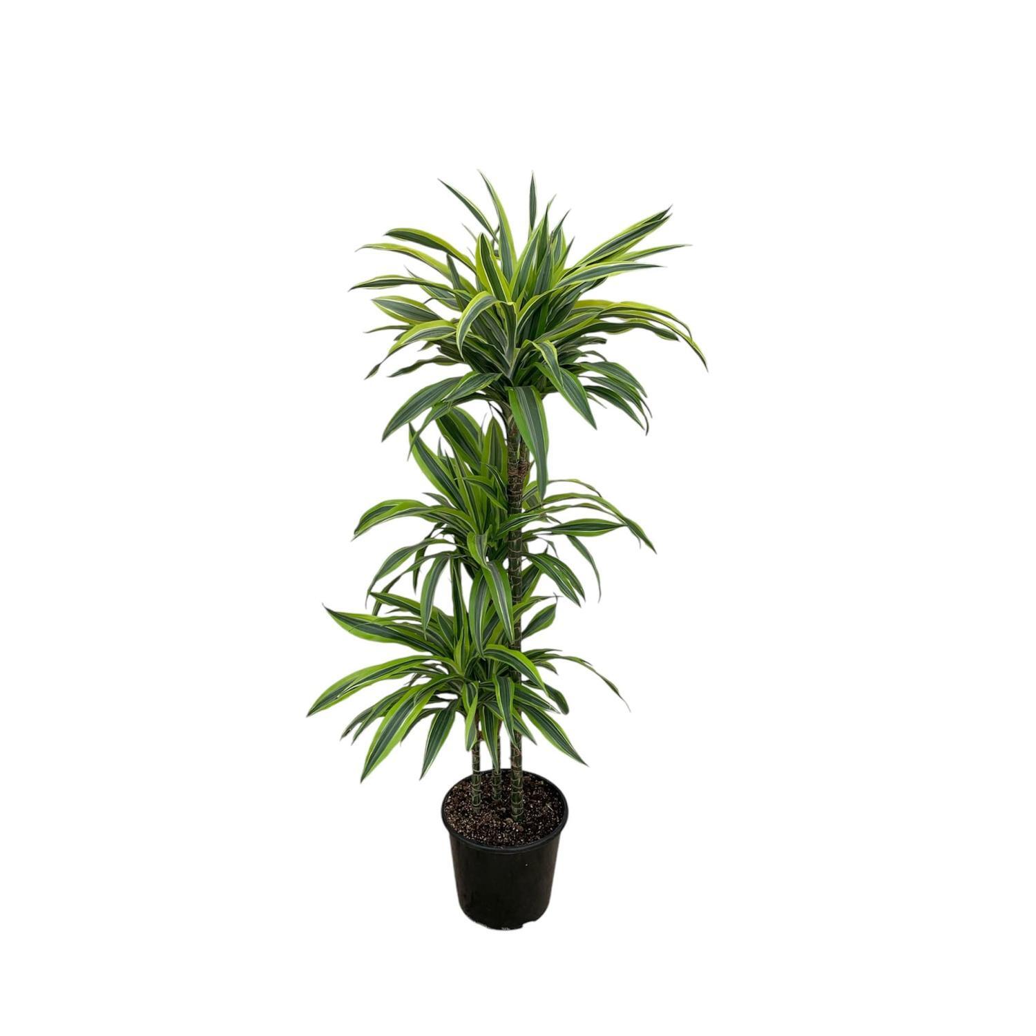 Dracaena Der Greenstripe Tri Cane 8.5L