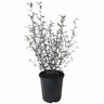 Corokia Bronze King 1.9 litre