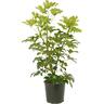 Foliage Assorted Specimen 6 litre