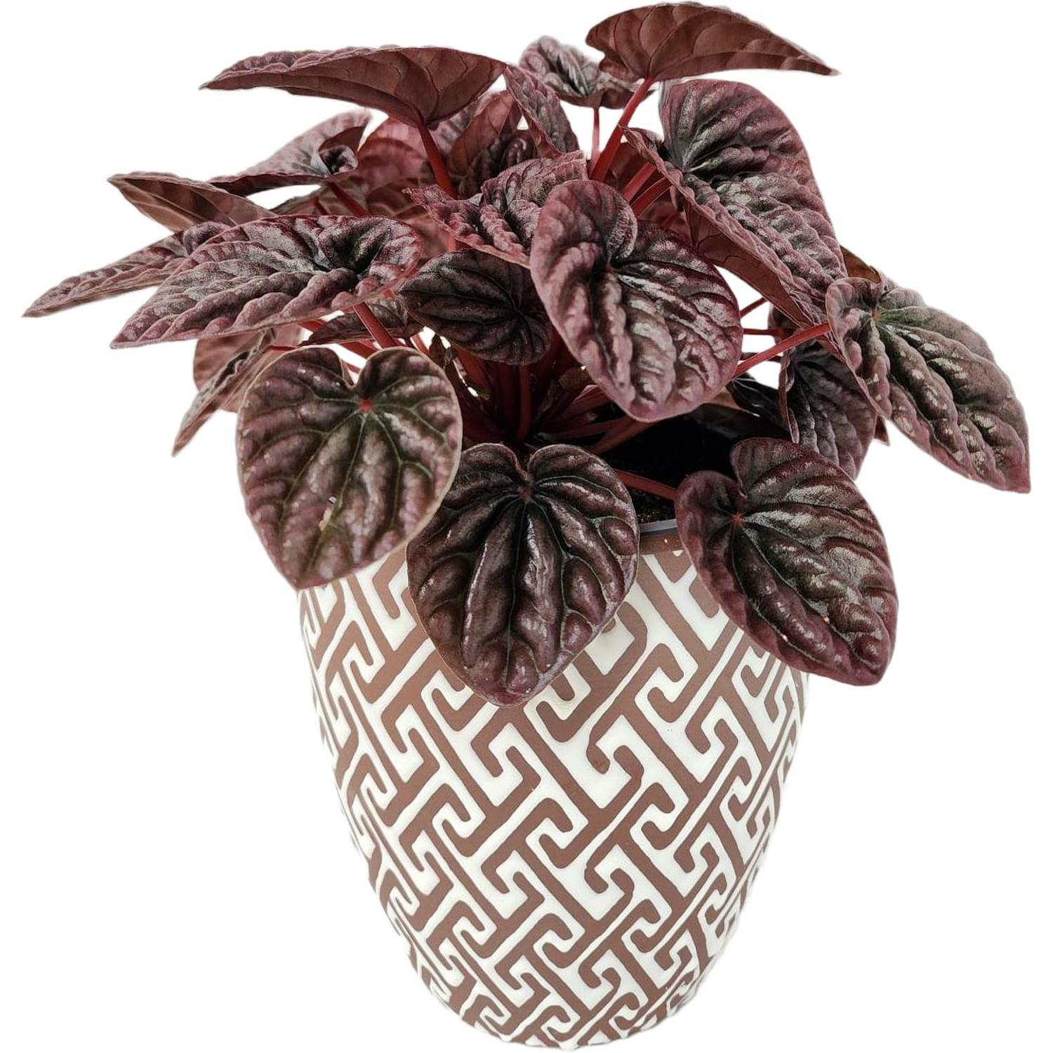 Peperomia Burgundy Delight in Ceramic Pot