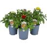 Zinnia 14cm