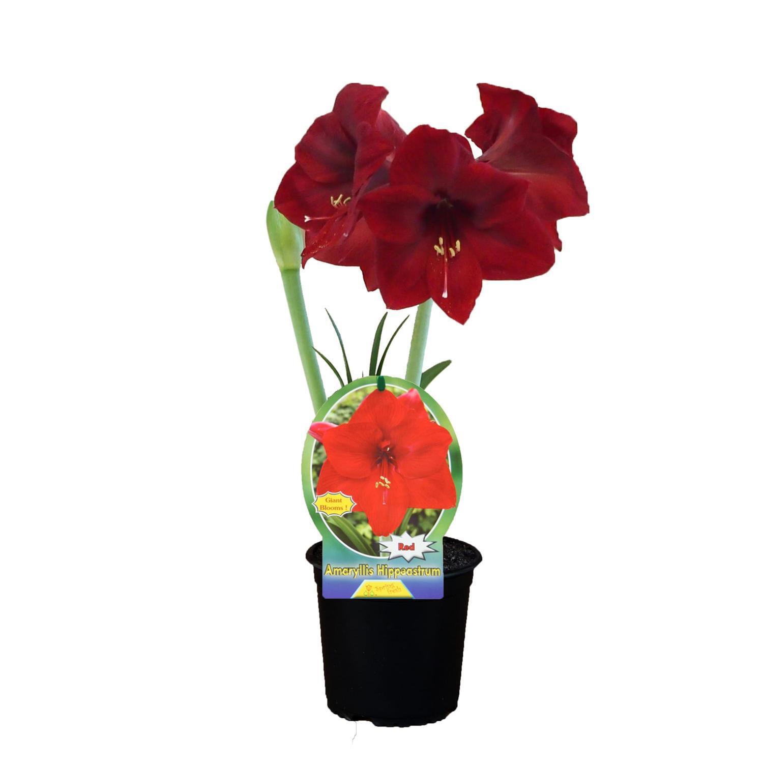 Amaryllis Hippeastrum Red Plain 15cm