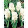 Hyacinth 'Carnegie'
