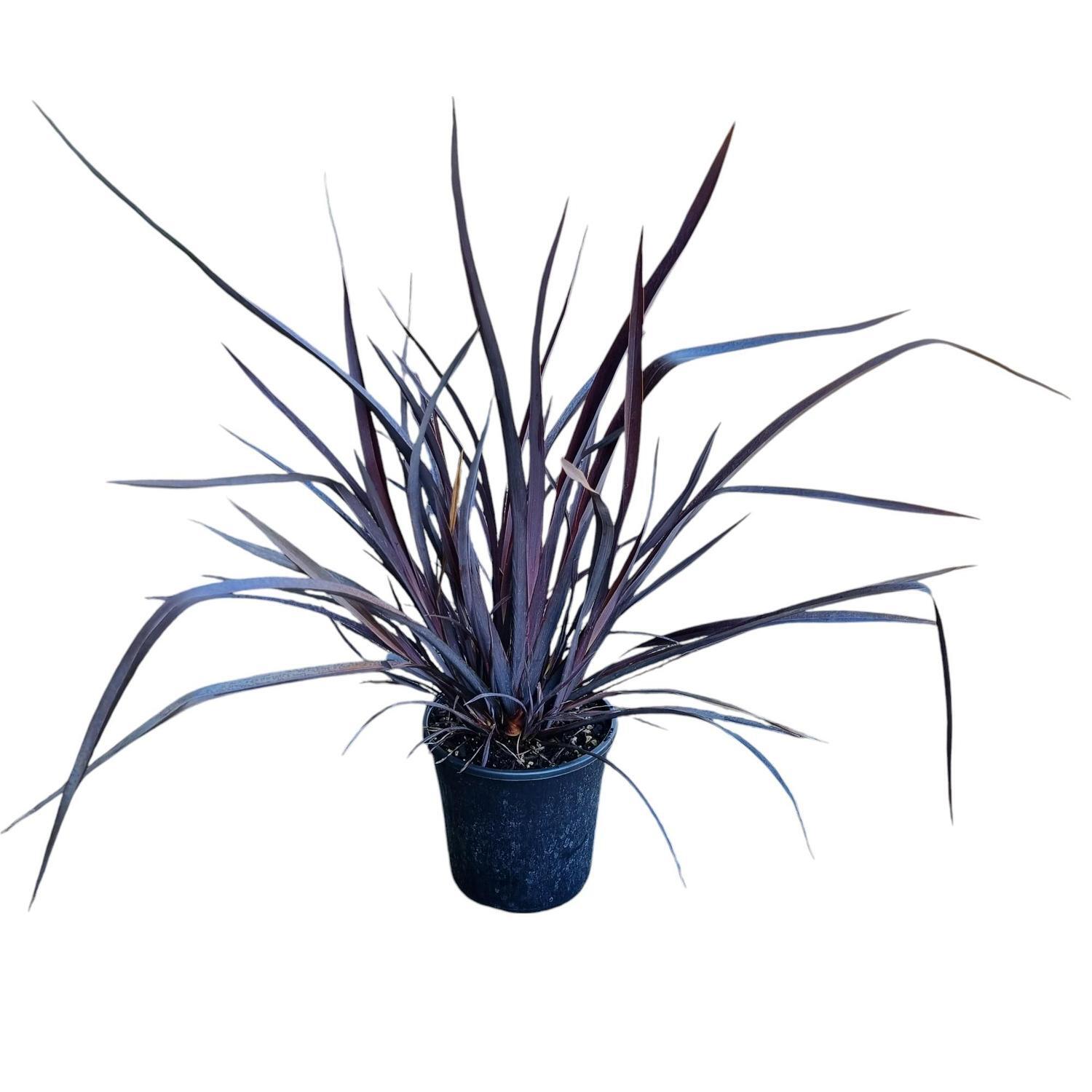 Phormium 'Flax' Dark Delight 4L