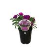 Petunia Violet Bouquet