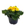 Primula F1 Bonelli Mix
