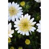 Osteospermum 3d Double Lemon Ice