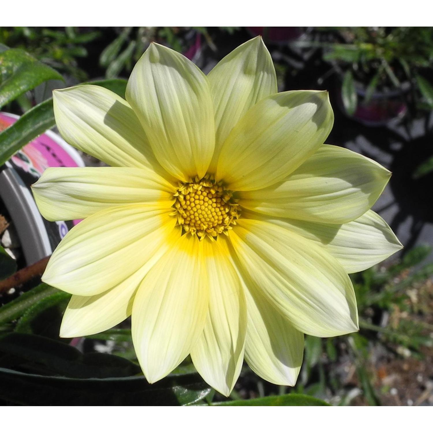 Gazania Hot Ice
