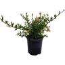 Grevillea Duea Gold