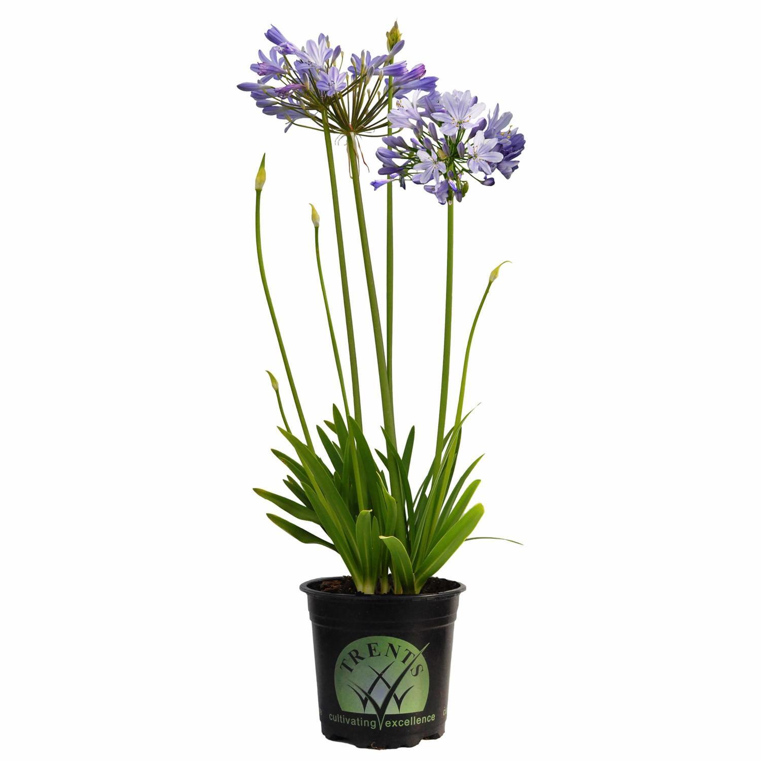 Agapanthus Peter Pan