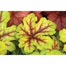 Heucherella 'Alabama Sunrise'