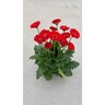 Gerbera Garvinea Sweet Love