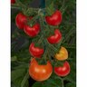 Tomato Heartbreakers
