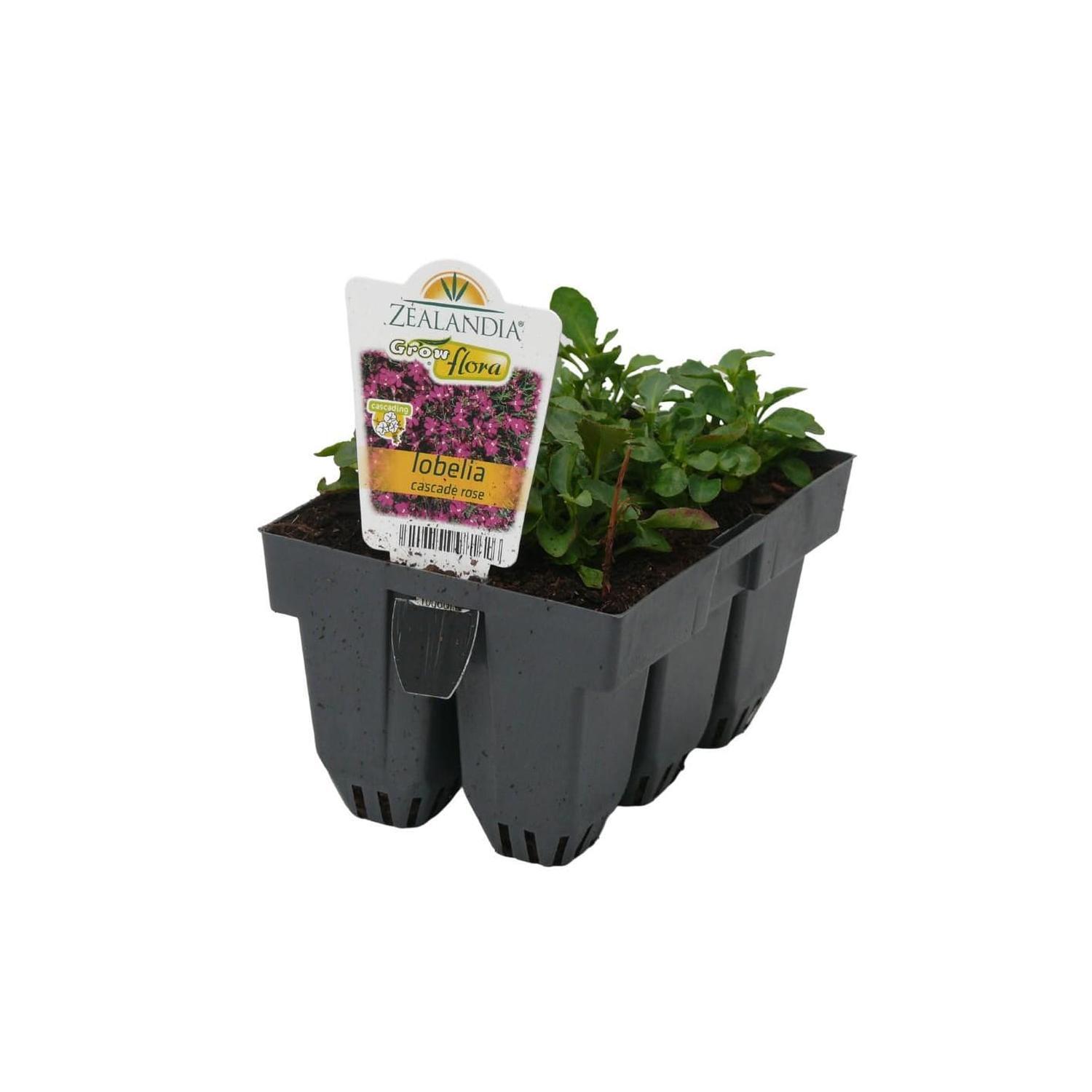 Lobelia Cascade