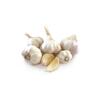 Printanor Garlic Seed