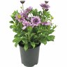 Osteospermum 3D