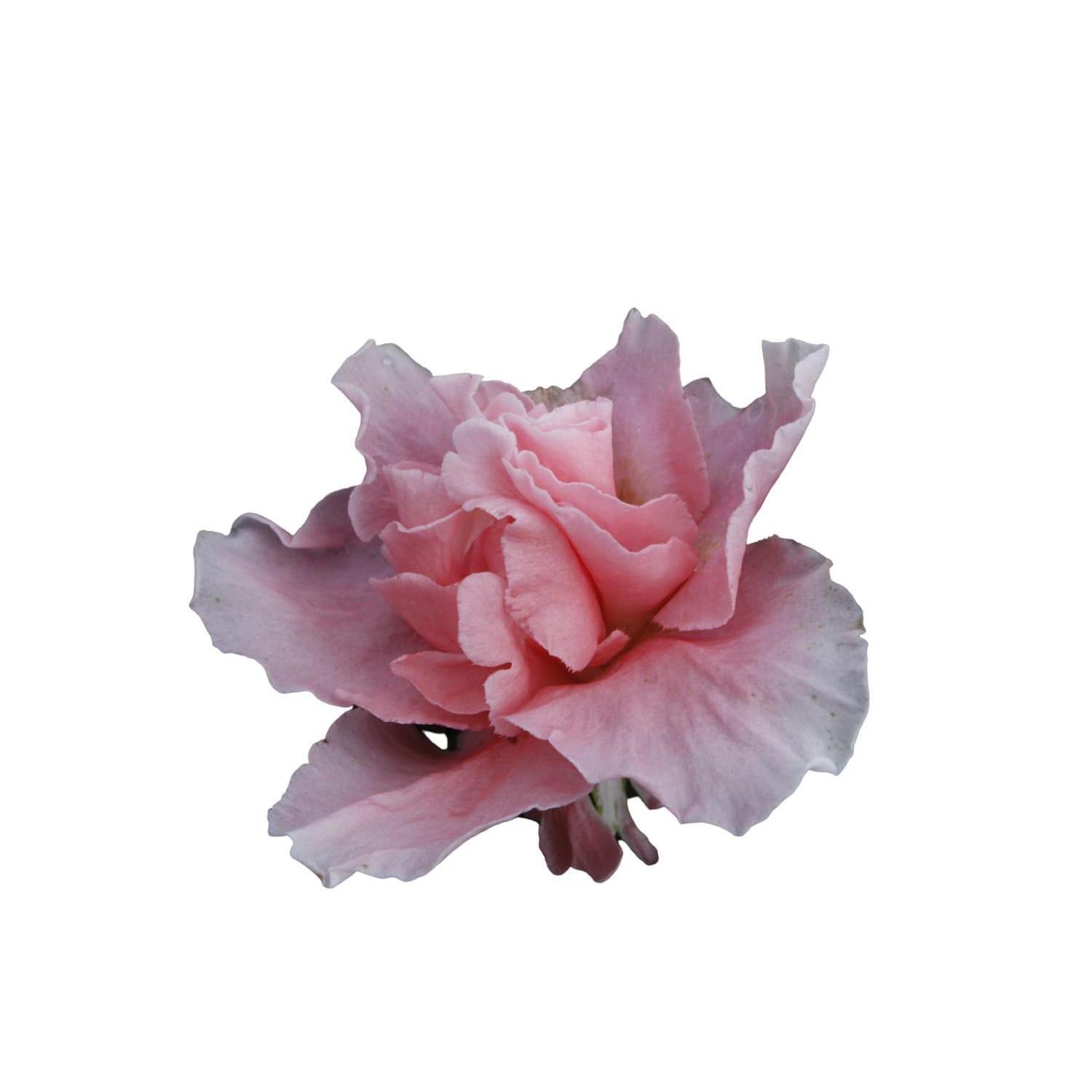 Azalea