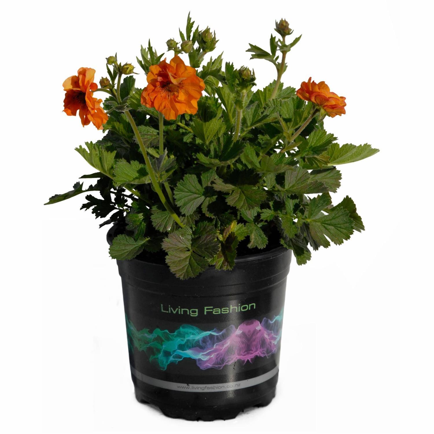 Geum Firestorm