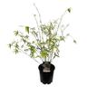 Bambusa Multiplexa Wang Tsai 3.3L