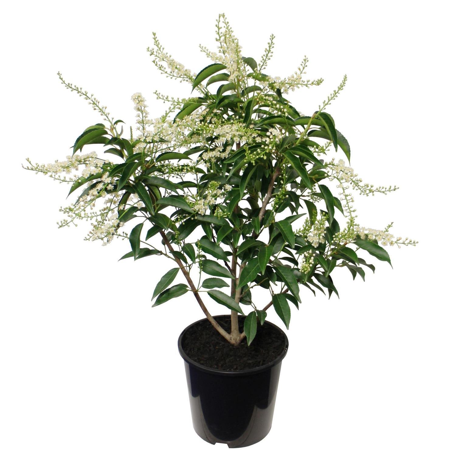 Prunus Lusitanica