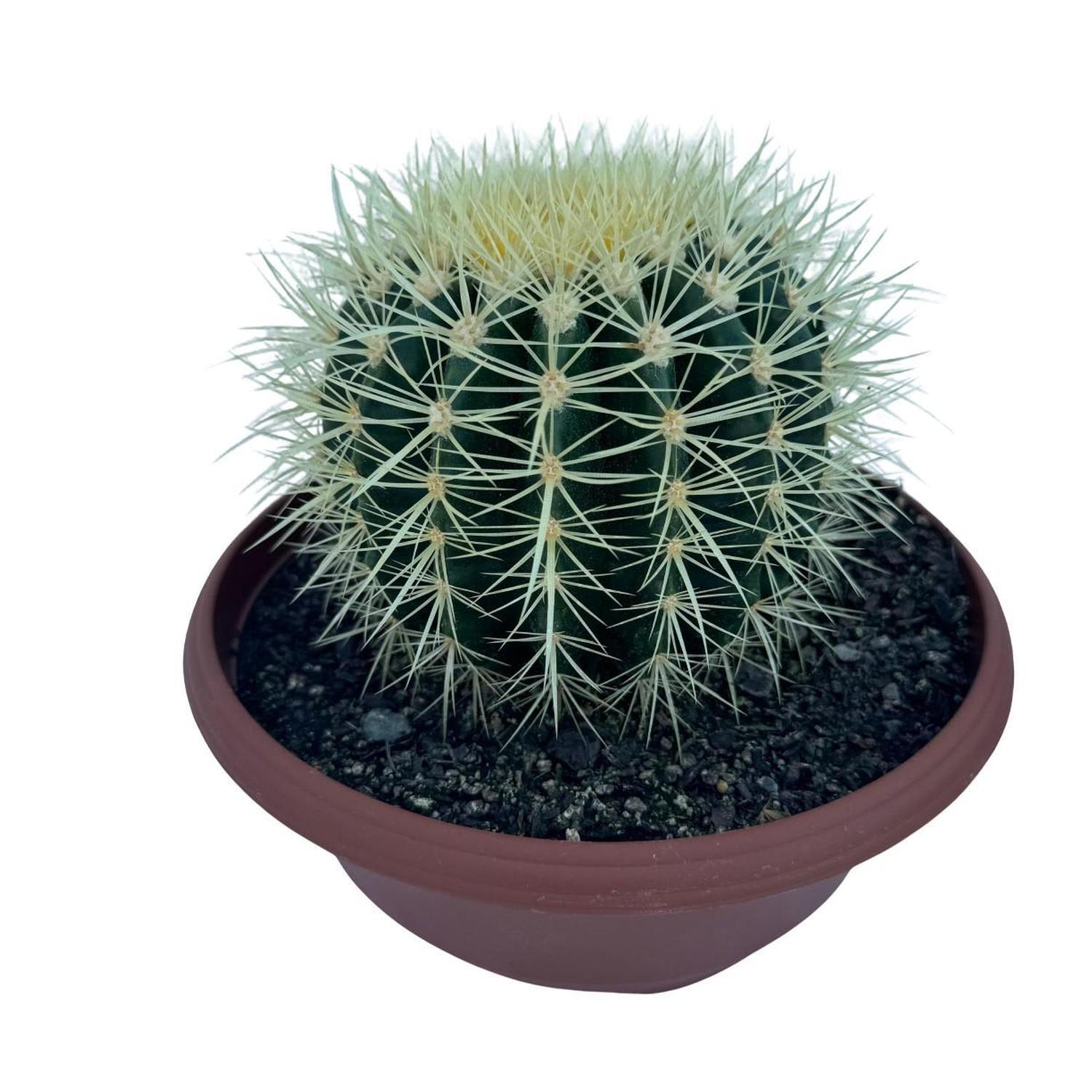 Cacti Assorted