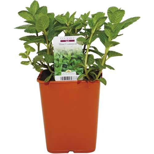Herb Mint Common