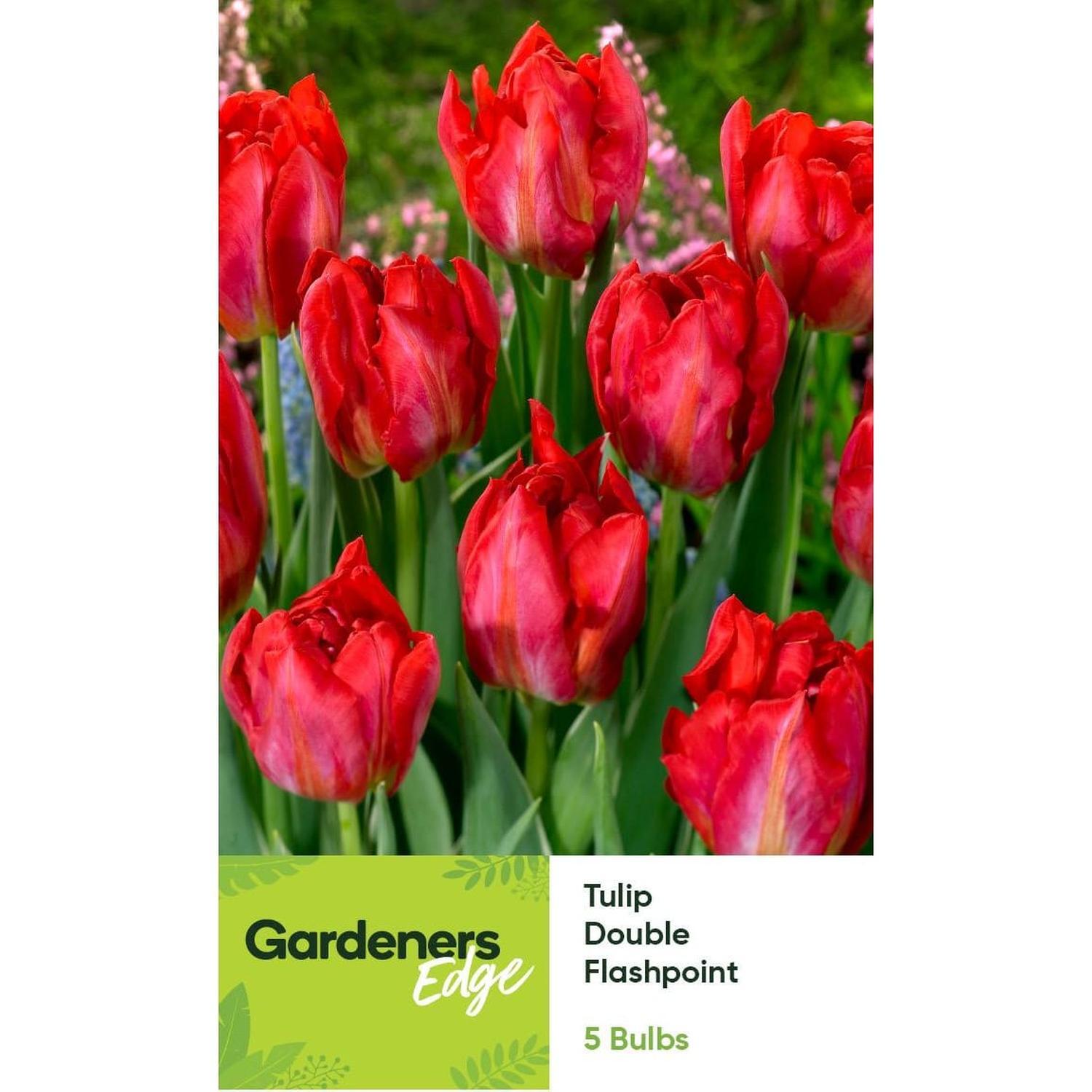 Tulip Peony Flashpoint 5 pack