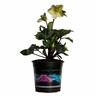 Hellebore Mollys White 17cm