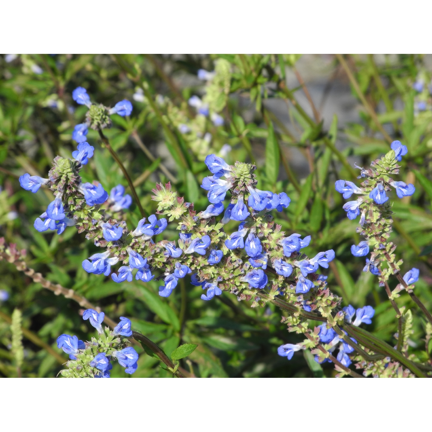 Salvia Ugilinosa