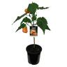 Abutilon Defiance 2.5 litre