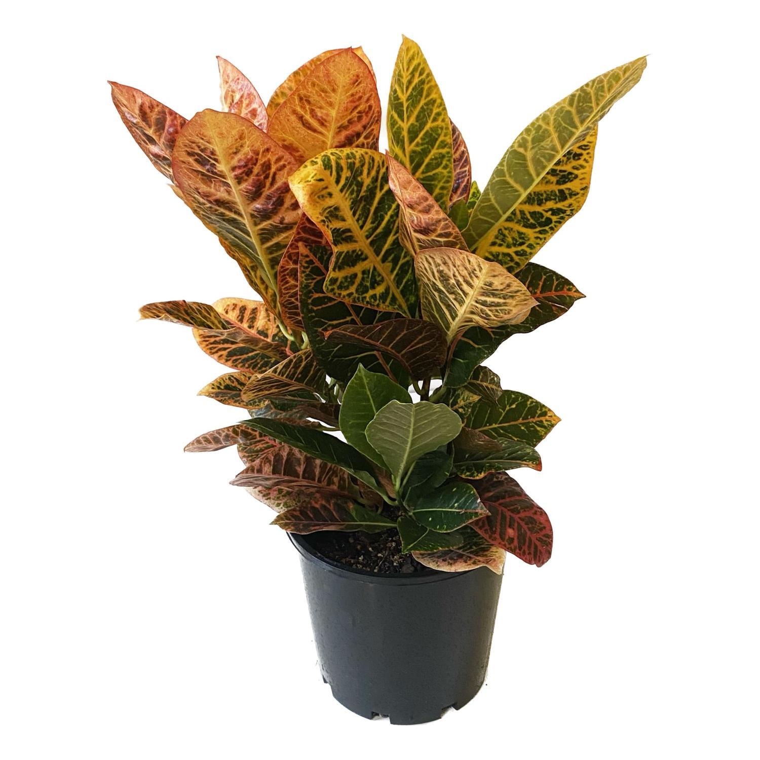 Croton 20cm