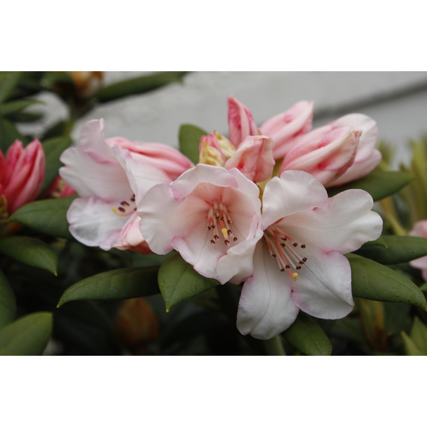 Rhododendron Grumpy