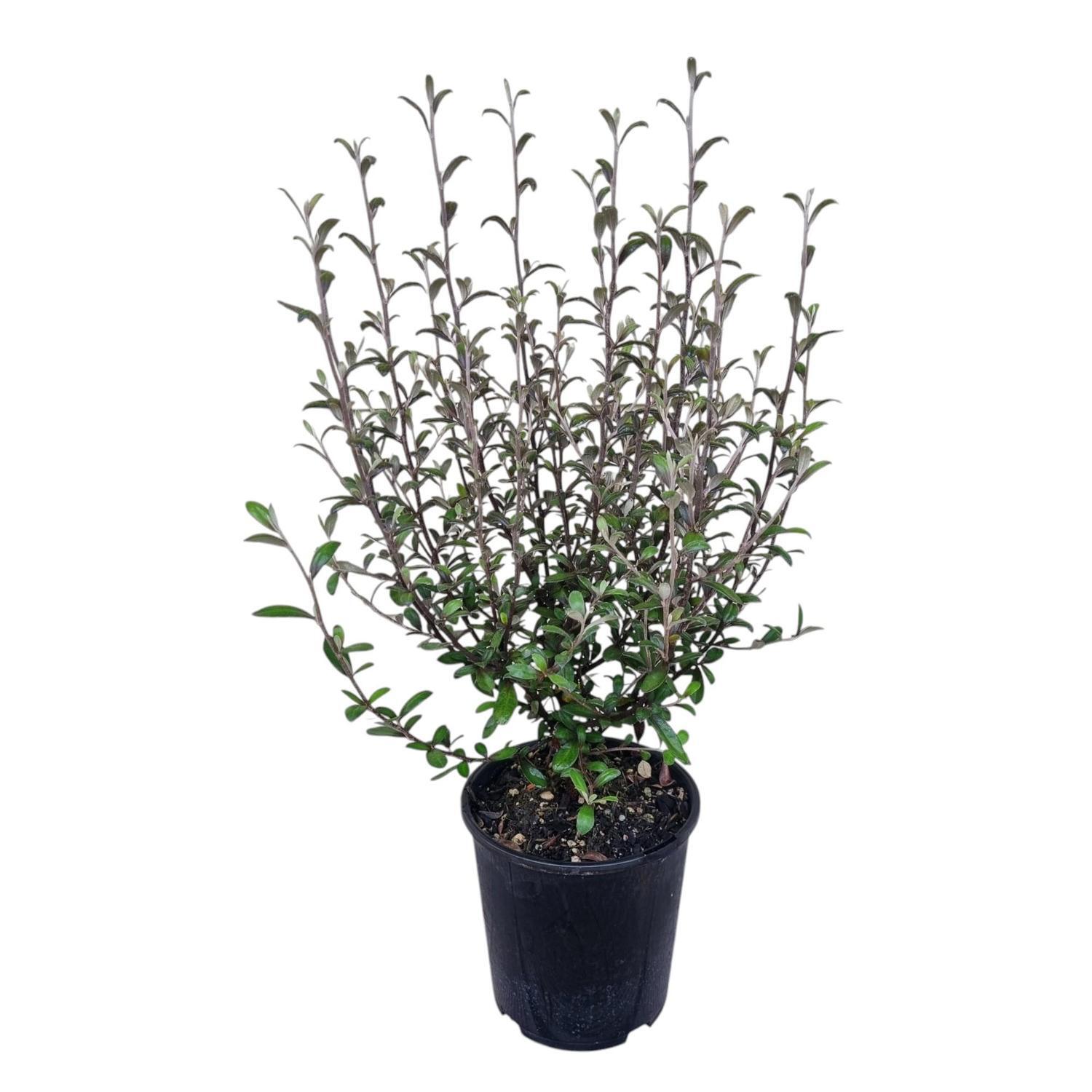 Corokia Frosted Chocolate 2L