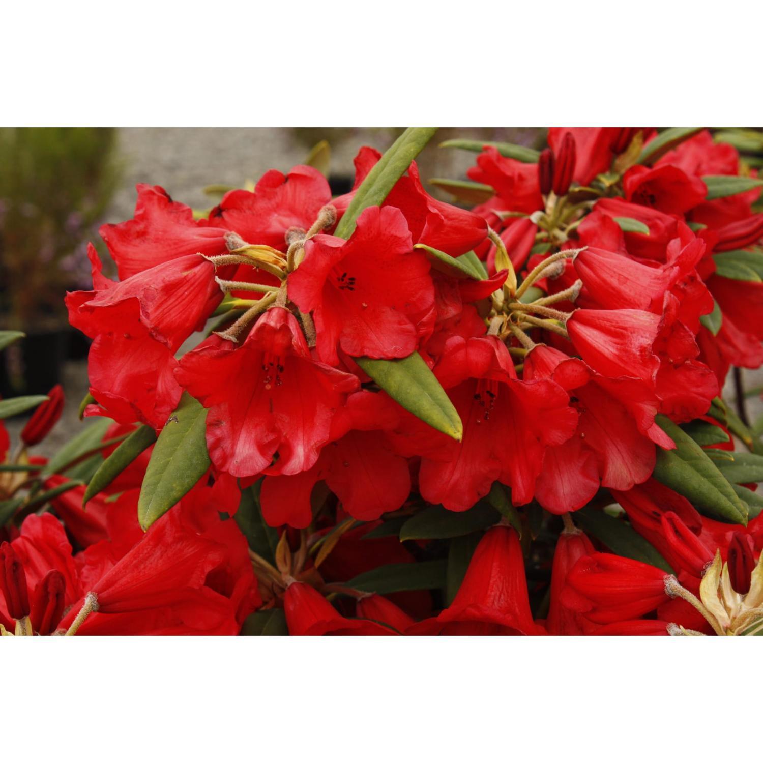 Rhododendron Mayday