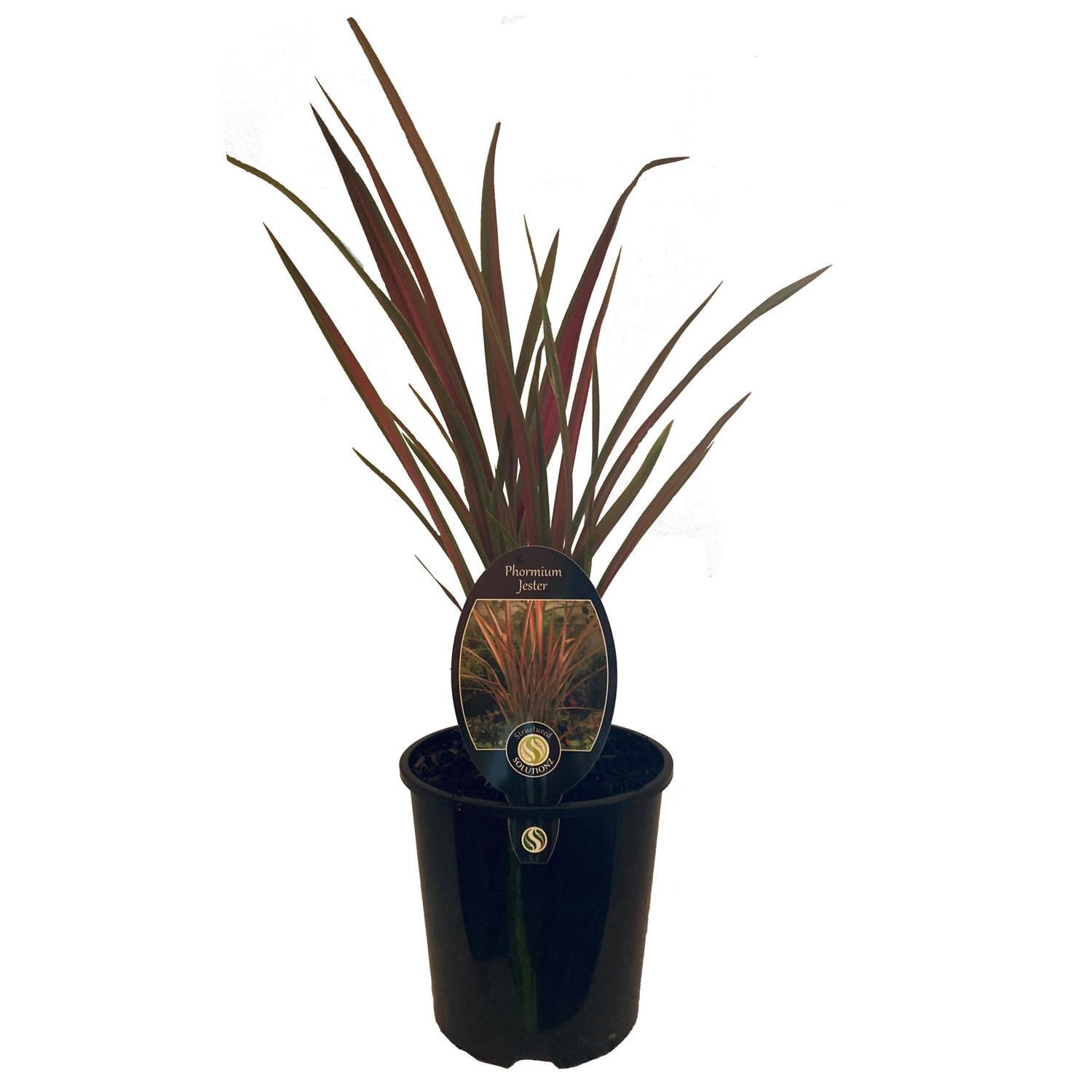 Phormium Jester
