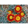 Gazania Vesuvius