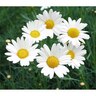 Federation Daisy Sultans Pride