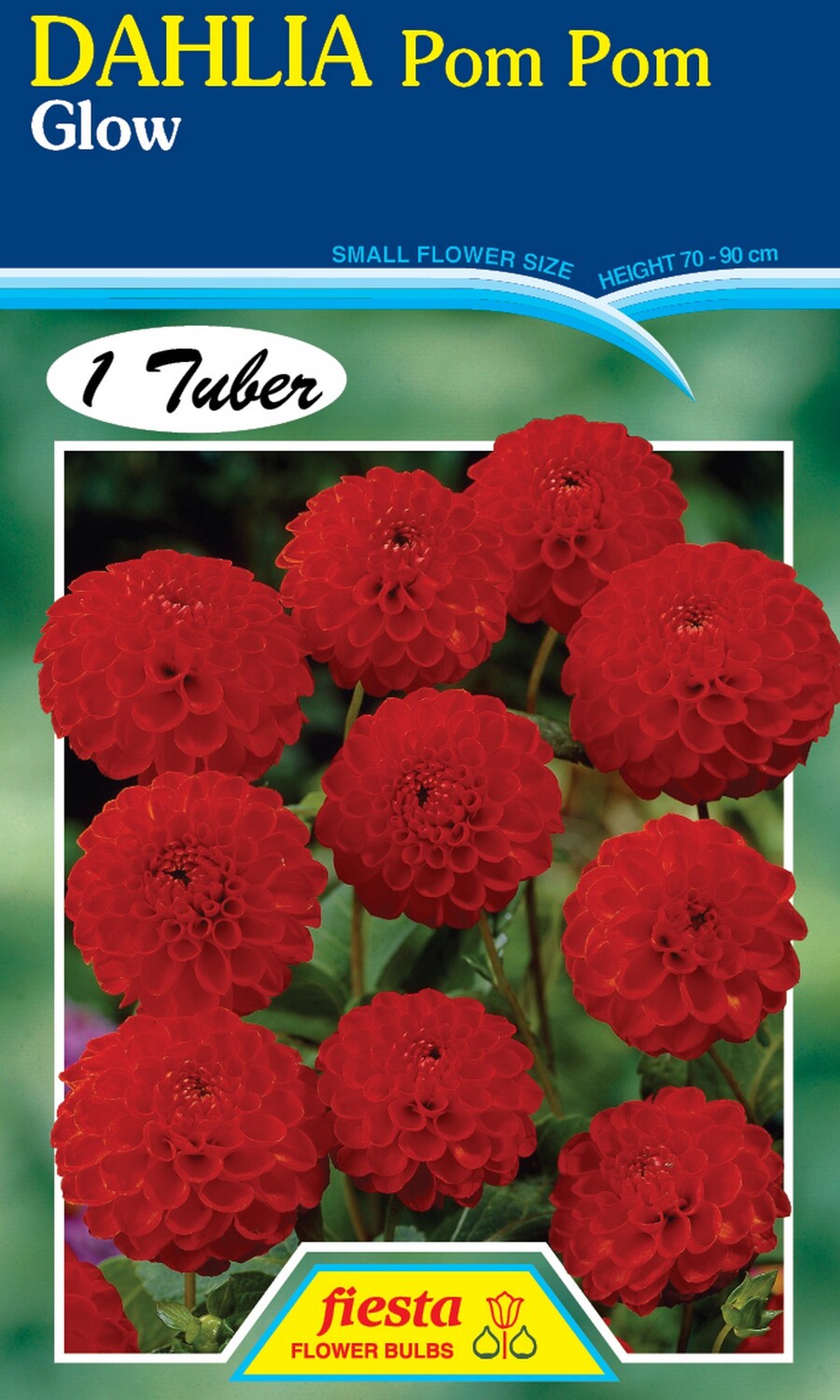 Dahlia Pom Pom Glow 1 Pack